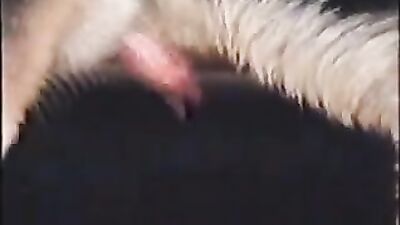Animal dog sex: pregnant zoo sex