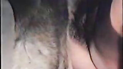 Animal dog sex: pregnant zoo sex