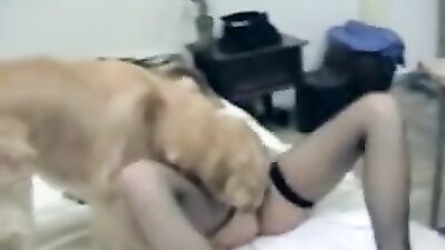 Bestiality horse: evil porn dog