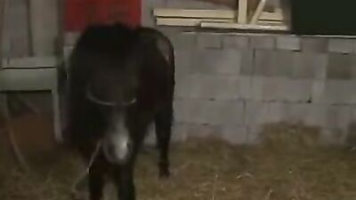 Bestiality zoo: free bestiality porn