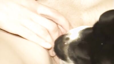 Zoophilia porno: bestiality free videos