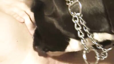 Zoophilia porno: bestiality free videos
