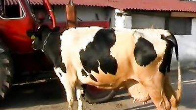 Dog fuck girl: porn stories dog transformation