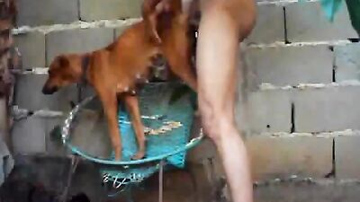 Sex animal's: free zoo porn