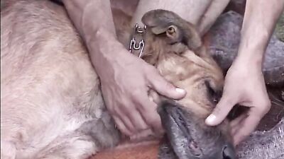 Zoo porn compilation: dog licking girl videos