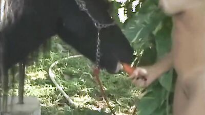 Art of zoo porn: sex animal dog creampies eating lesbian girls