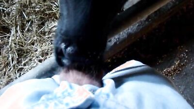 Zoo sex porno: ladies dogs sex