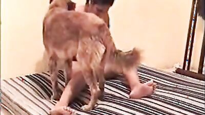 Zoophilia porno: sexy girl dogs