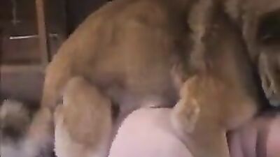 Animal sex video: sex between animals and hot girls