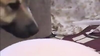 Animal sex video: sex between animals and hot girls