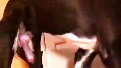 Dog sex porno: zoophilia licking