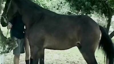 Bestiality horse: zooskool dog porn