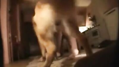 Zoophilia porno: old vintage missionary dog porn
