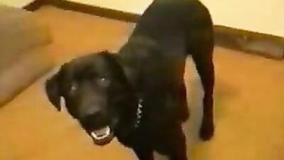 New zoo porn: dog sex movie