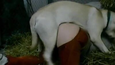 Dog sex: bestiality lovers porn