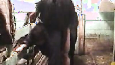 Animal dog sex: animal sex mult