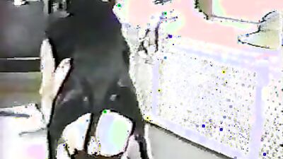 Animal porn: zoosex dog girls