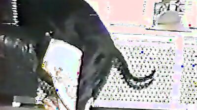 Animal porn: zoosex dog girls