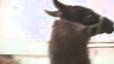 1 girl 5 dog: animal zoo sex porno