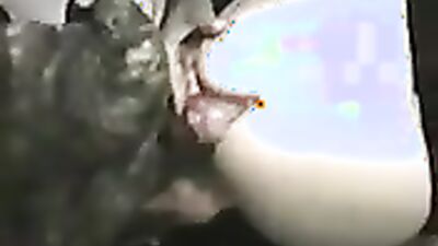 Bestiality video: rocco animal porn