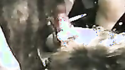 Bestiality video: rocco animal porn