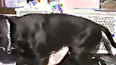 3d dog sex: animal sex dog porno tube