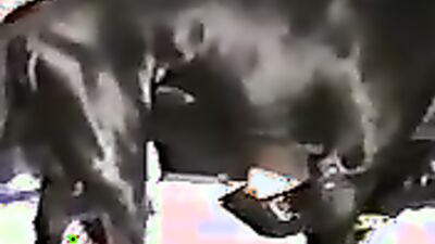 3d dog sex: animal sex dog porno tube