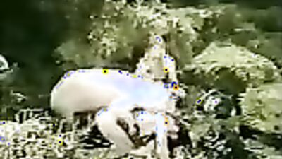 Dog sex porno: new porn dog knott gay