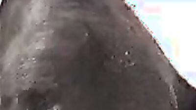 Dog sex porno: new porn dog knott gay