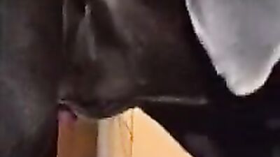 Zoo sex video: reale erlebnisse einer frau mit bestiality