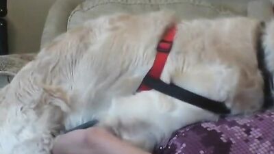 Bestiality sex: hard dog porn