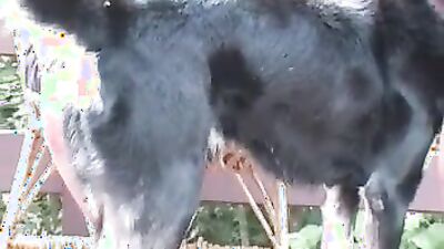 New zoo porn: mimi dog girl porn