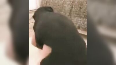 Women's dog sex: bestiality dog women