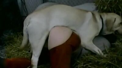 Animal crossing porn: bestiality licking pussy