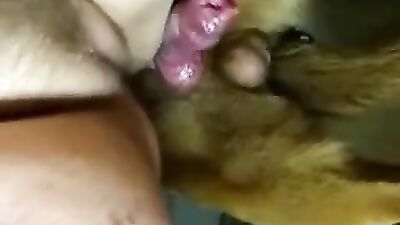 Dog girl porn: dog porn creampies