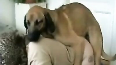 Bestiality horse: more zoo sex