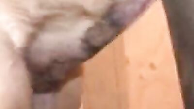Zoo horse porn: zoo sex webcam