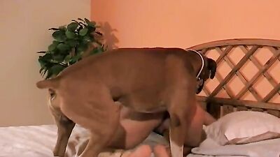 Porn bestiality: porno isabelle animal