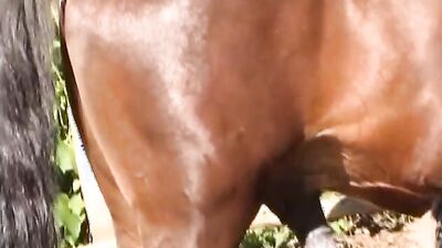 Zoophilia: dog teen sex knotting