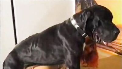 Porn bestiality: big dog fuck girl anal