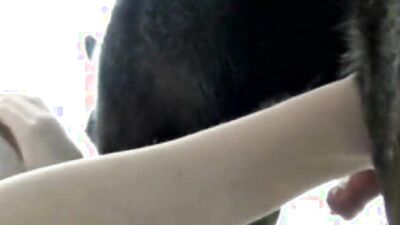 1 girl 5 dog: bestiality cum