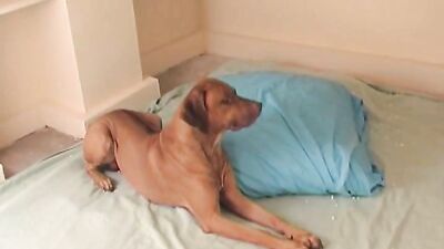 Girl cat dog: milf zoo porn
