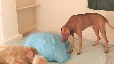 Girl cat dog: milf zoo porn