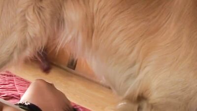 Zoo sex porn: little girl with her dog
