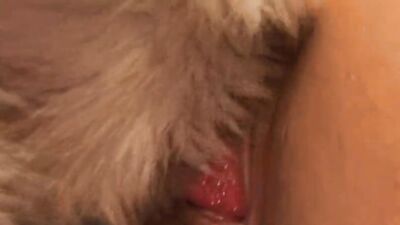 Girl playing dog: zoo porn dirty