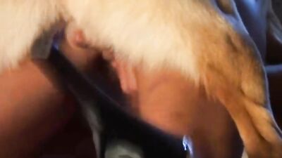 Girl playing dog: zoo porn dirty