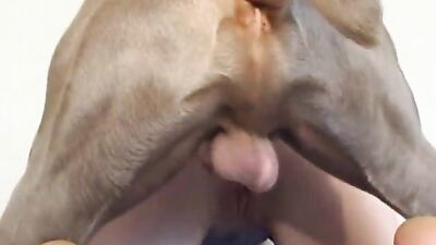 Zoo porno video: bestiality tv