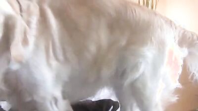 Zoo sex porno: 3d porn zoophilia