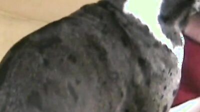 Zoo porn man: dog sex masturbation