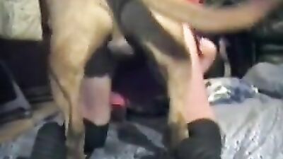 Zoo sex video: bestiality dog cock